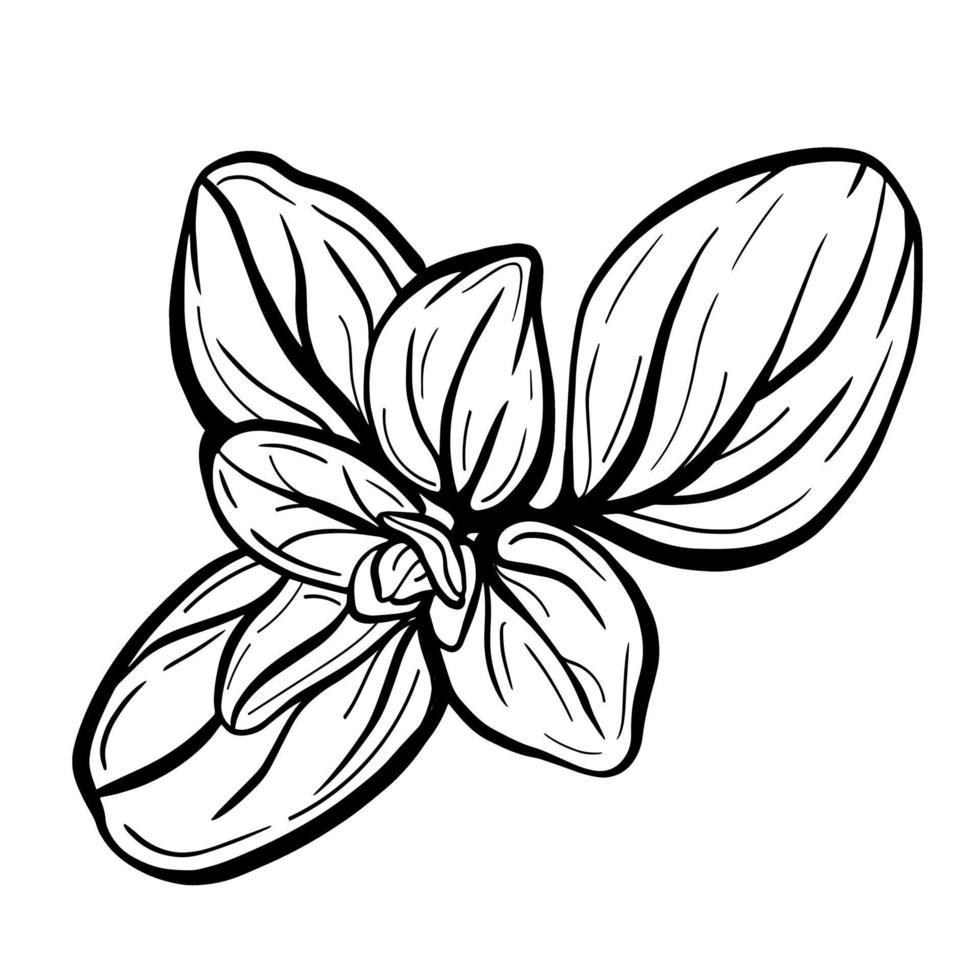 folhas de manjerona ou manjericão isoladas em um fundo branco. a manjerona é um tempero aromático. ilustração vetorial manjericão isolado. vetor