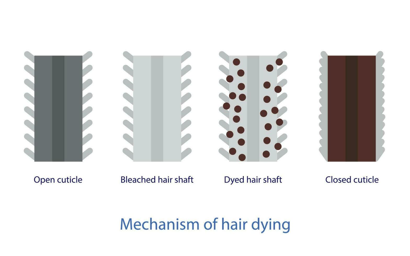 mecanismo do cabelo morrendo vetor isolado em branco fundo. Cruz seção do cabelo corante Ciência, aberto cutícula, branqueada cabelo haste, tingido cabelo eixo e fechadas cutícula. cabelo cor anatomia conceito.