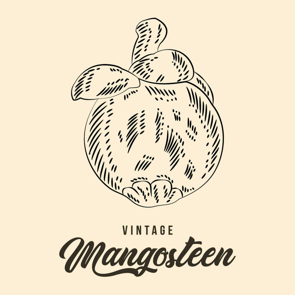 vintage mão desenhando mangostão fruta esboço vetor estoque ilustração