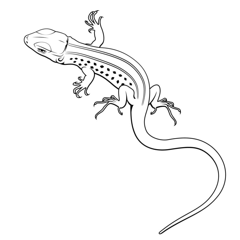 lagarto. vetor clipart.