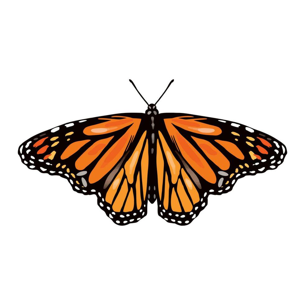 monarca borboleta, frente visualizar. vetor ilustração do insetos, laranja borboleta. Projeto elemento para cumprimento cartões, Casamento convites, têxteis, capas, invólucro papel.
