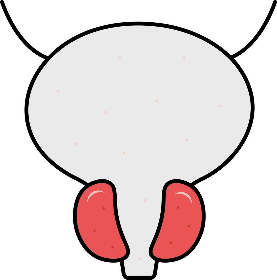 cinzento e vermelho próstata glândula anatomia plano ícone. vetor