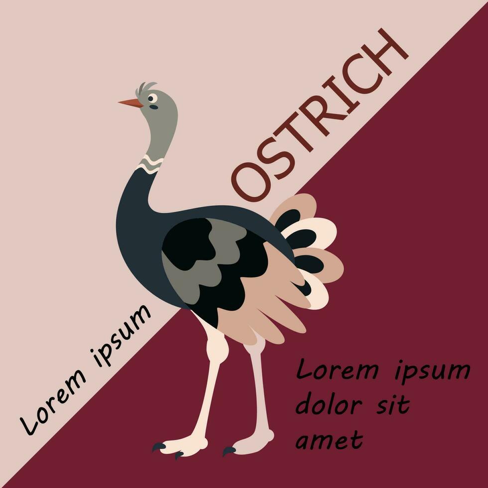 poster, bandeira com avestruz pássaro e texto. poster disposição Projeto. cartas. vetor