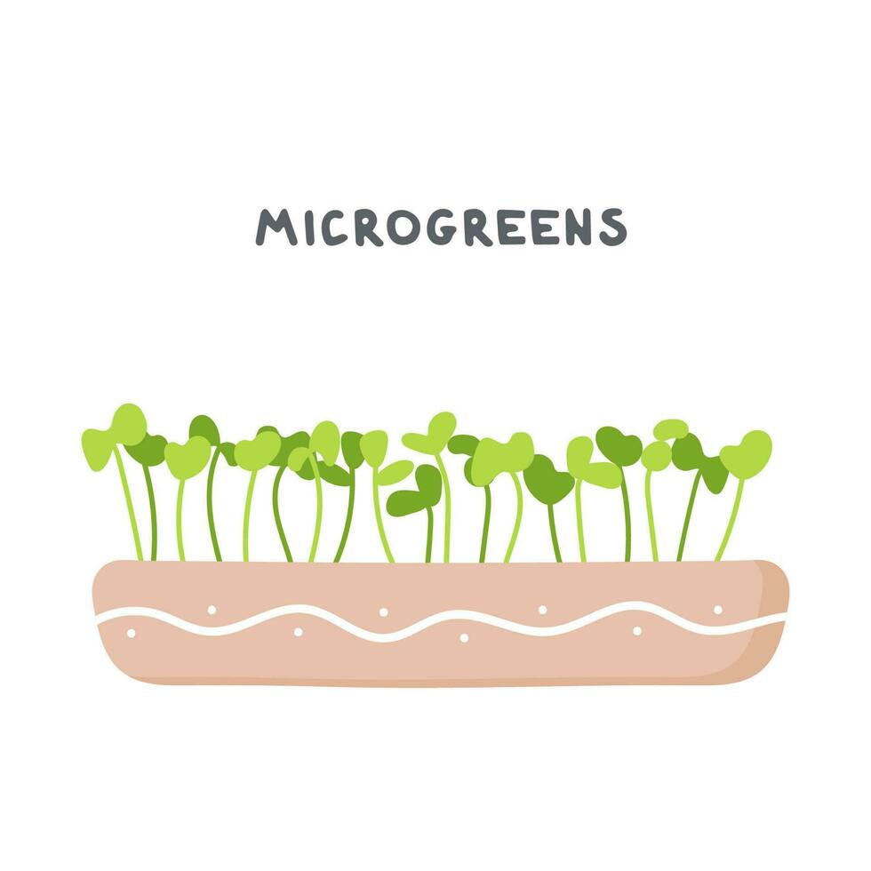 fresco orgânico micro verde superalimentos Rúcula crescendo dentro uma Panela. jovem brotos. saudável, vegetariano Comida. cru brotos, microgreens, saudável comendo conceito. vetor ilustração