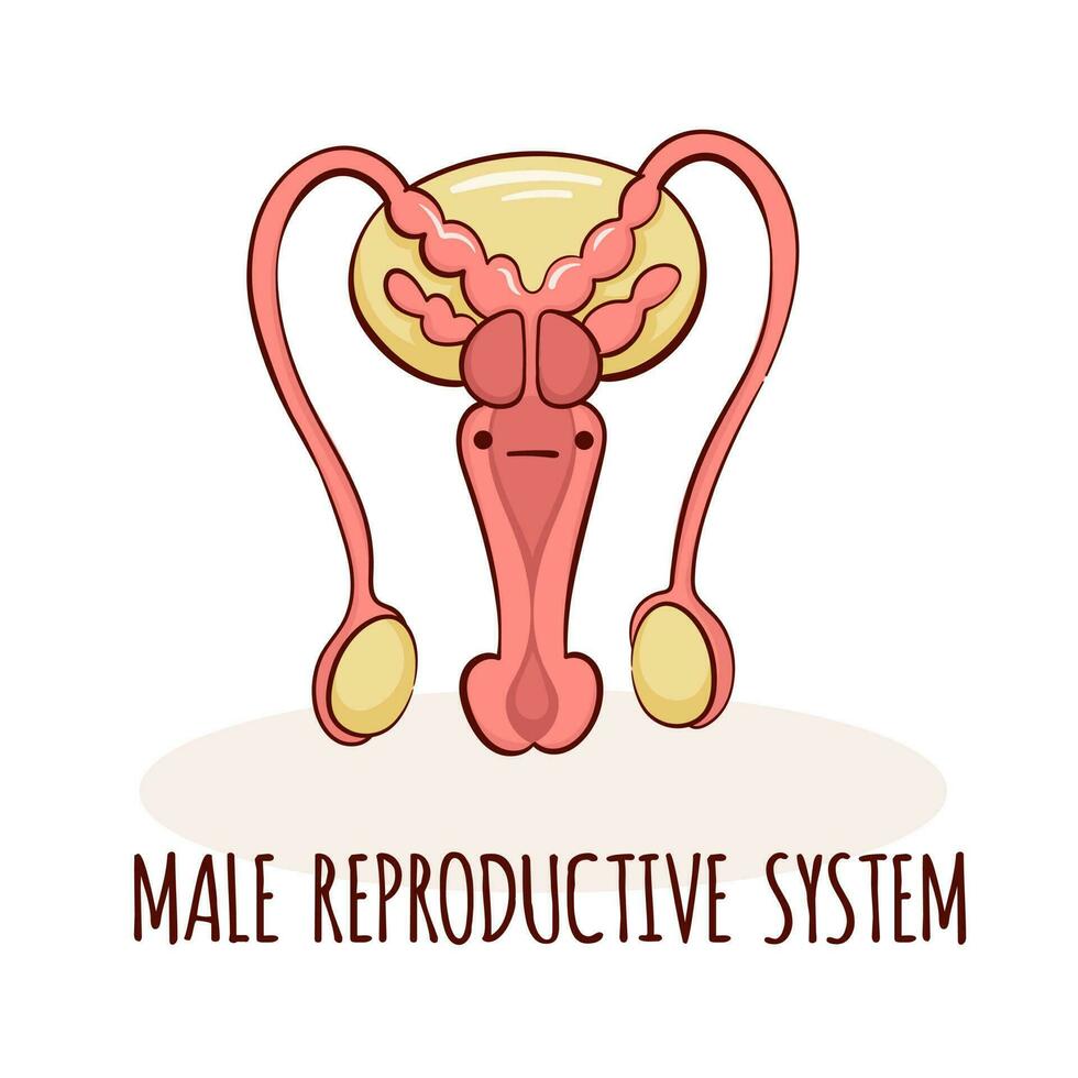 masculino reprodutivo sistema personagem, desenho animado mascote com engraçado face. humano anatomia Treinamento cartão vetor