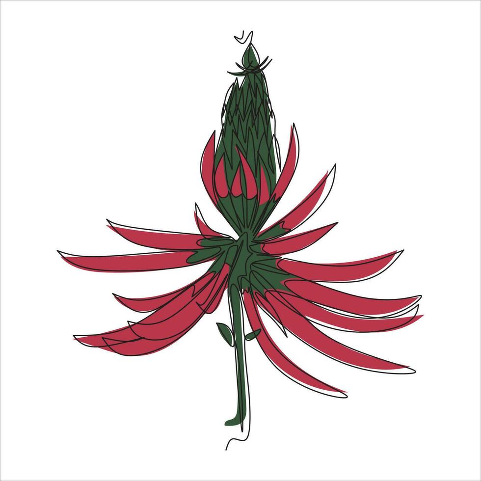 vetor eritrina mulungu flor desenhando do 1 contínuo linha. cor ilustração do eritrina mulungu dentro a estilo do 1 linha arte