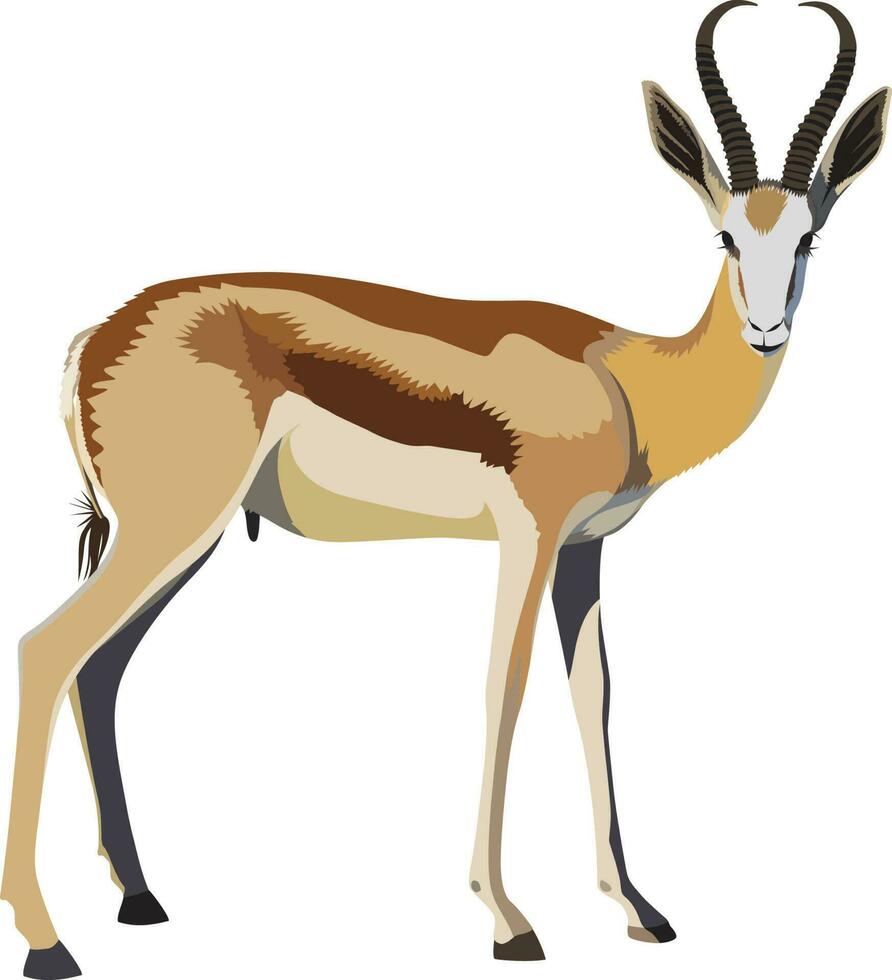 gazela vetor springbuck antílope antidorcas marsupialis vetor imagem