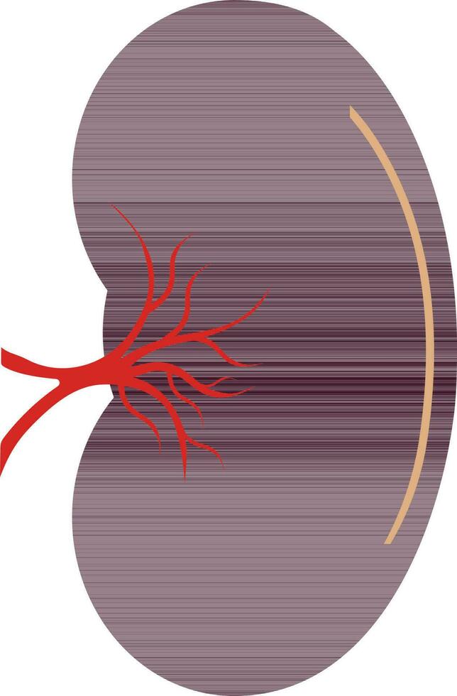 baço ícone dentro cor para humano corpo. vetor