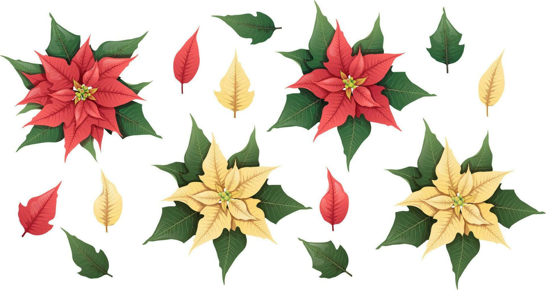 plano poinsétia para decoração desenho.vermelho e amarelo flores e folhas do uma Natal plantar para decoração em uma branco fundo. vetor feriado ilustração