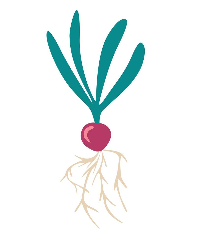 rabanete rabanete fresco natural orgânico um produto vegetal de dieta saudável pode ser usado como emblema logotipo web impressão adesivo ilustração vetorial plana vetor