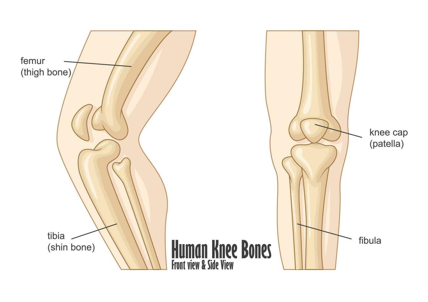 humano joelho ossos frente e lado Visão anatomia, vetor ilustração