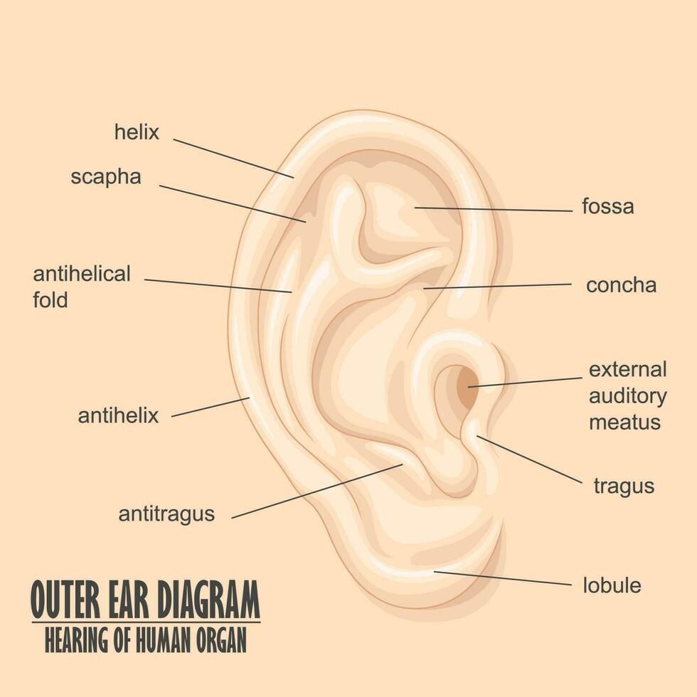 exterior orelha diagrama audição do humano órgão, vetor ilustração