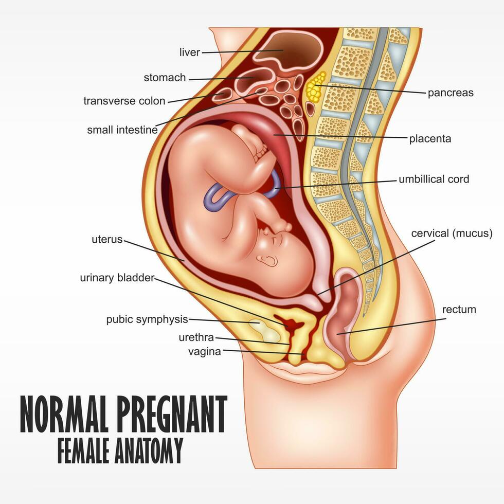 normal grávida fêmea anatomia, vetor ilustração