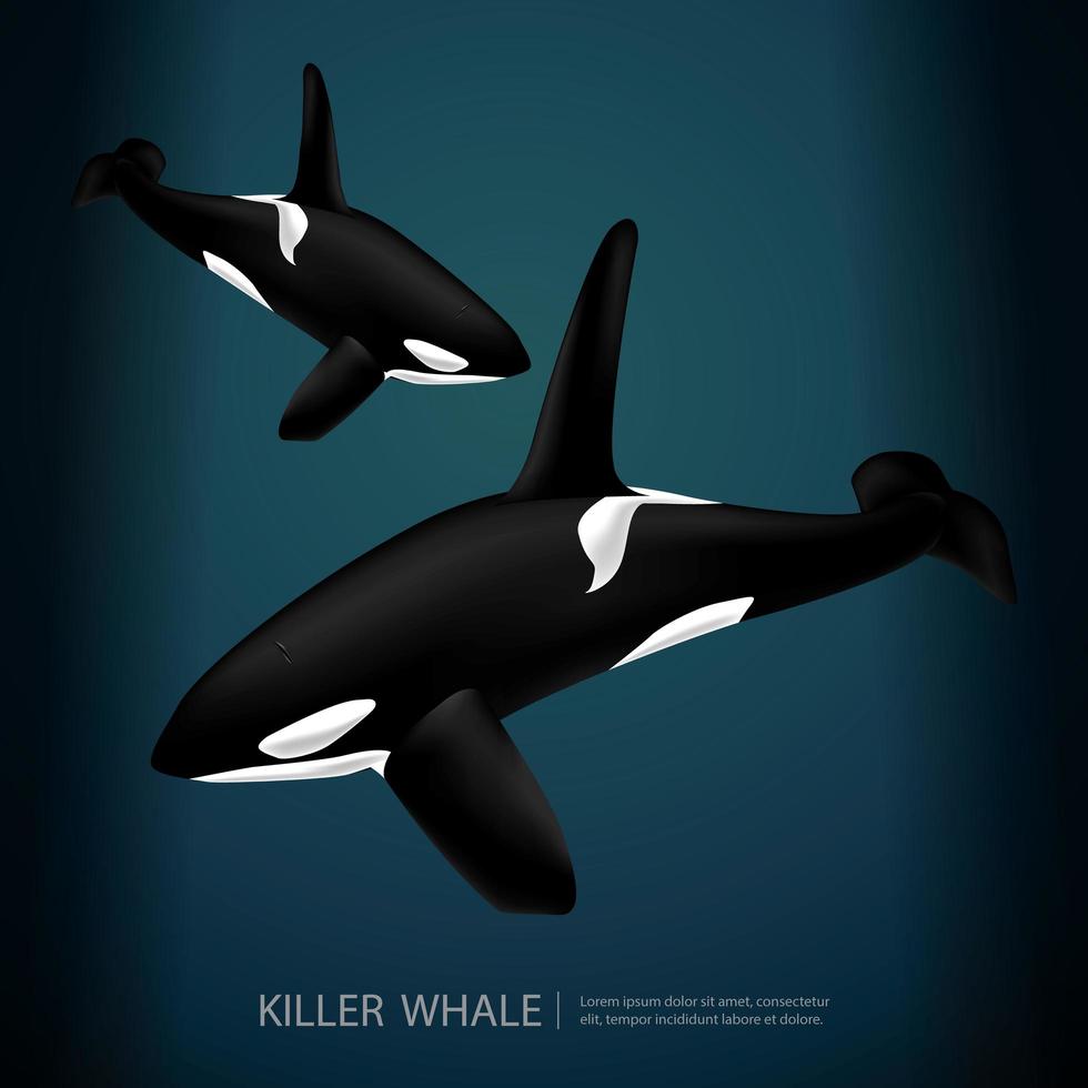 ilustração vetorial de baleia assassina no fundo do mar vetor