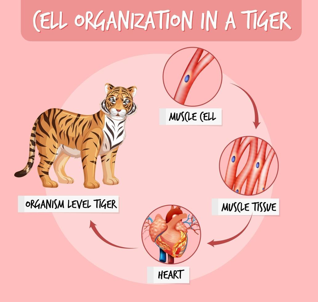 diagrama mostrando a organização celular em um tigre vetor