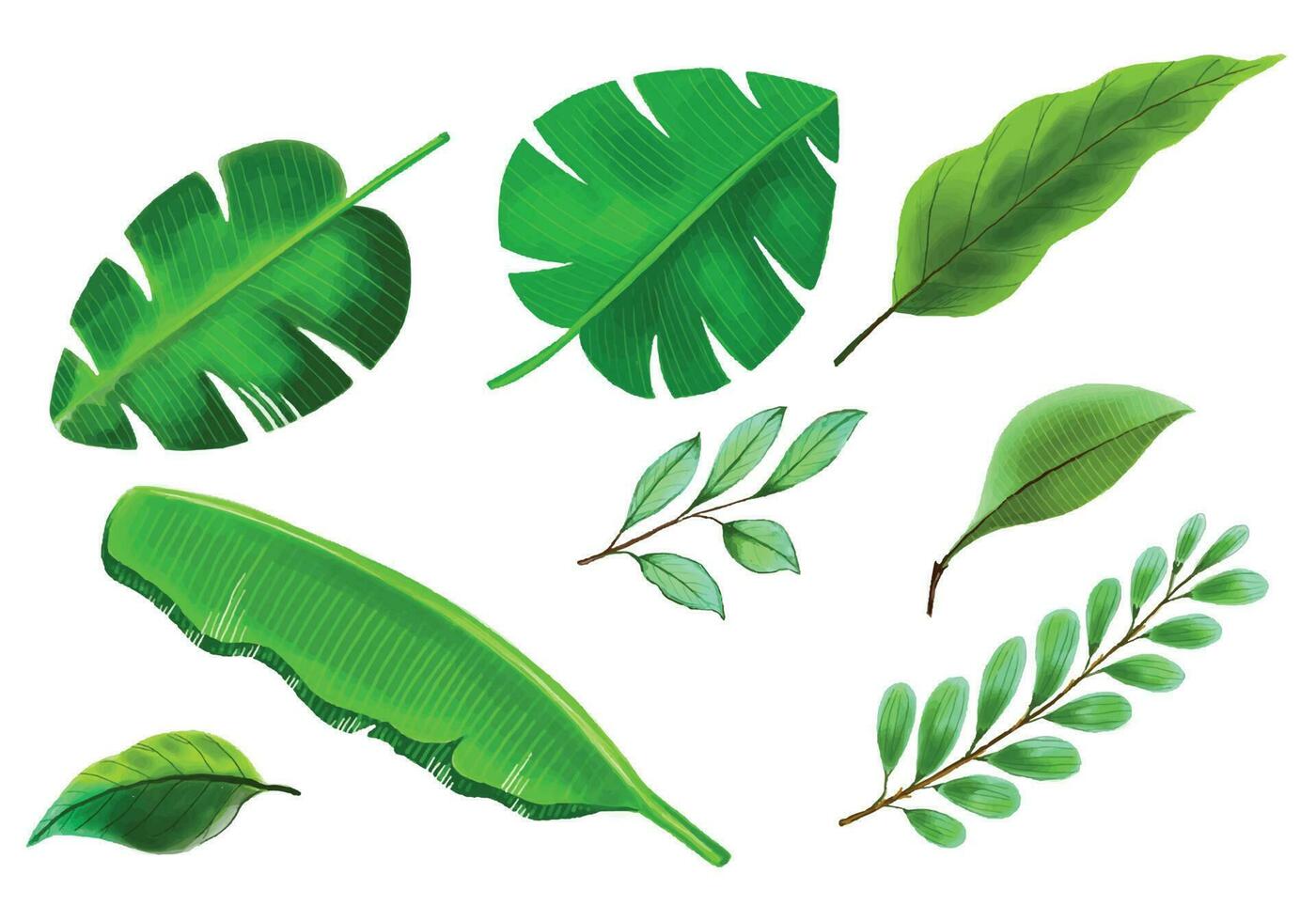 tropical diferente tipo exótico folhas conjunto Projeto vetor