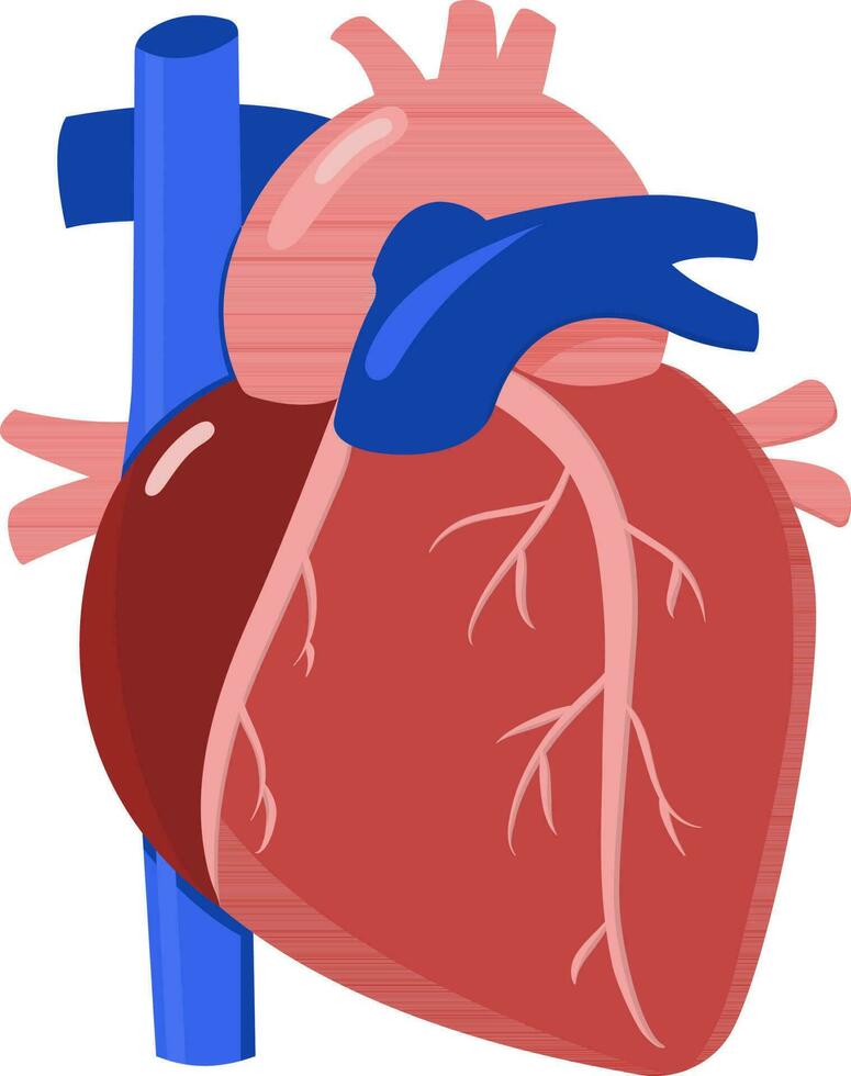 vermelho e azul humano coração ícone dentro plano estilo. vetor