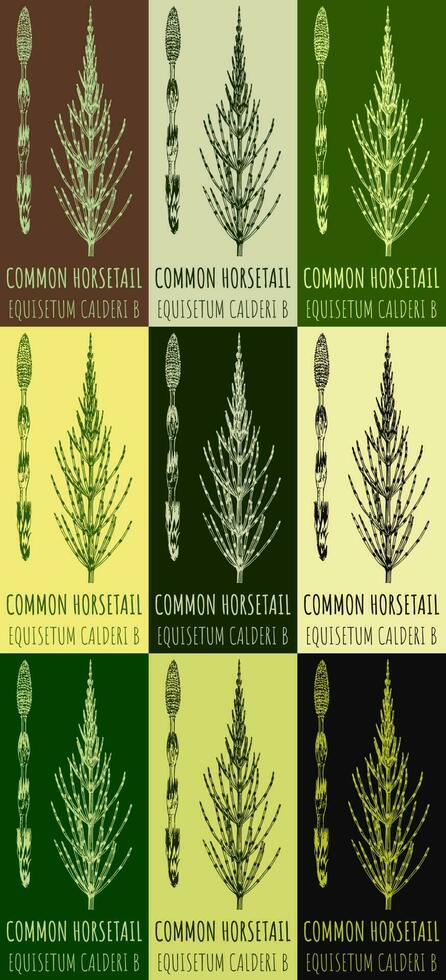 conjunto do vetor desenhos campo rabo de cavalo dentro diferente cores. mão desenhado ilustração. latim nome Equisetum caldeira b.
