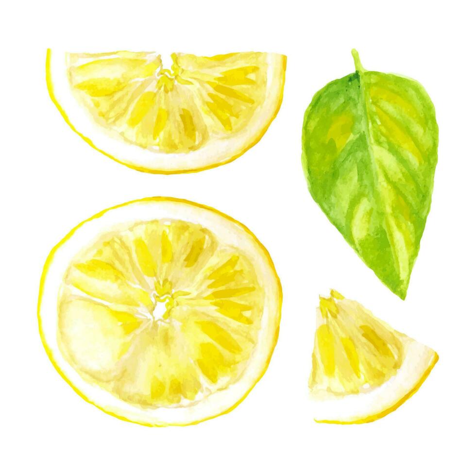 conjunto do aguarela fatias limão isolado em branco fundo. vetor realista ilustração do fruta.