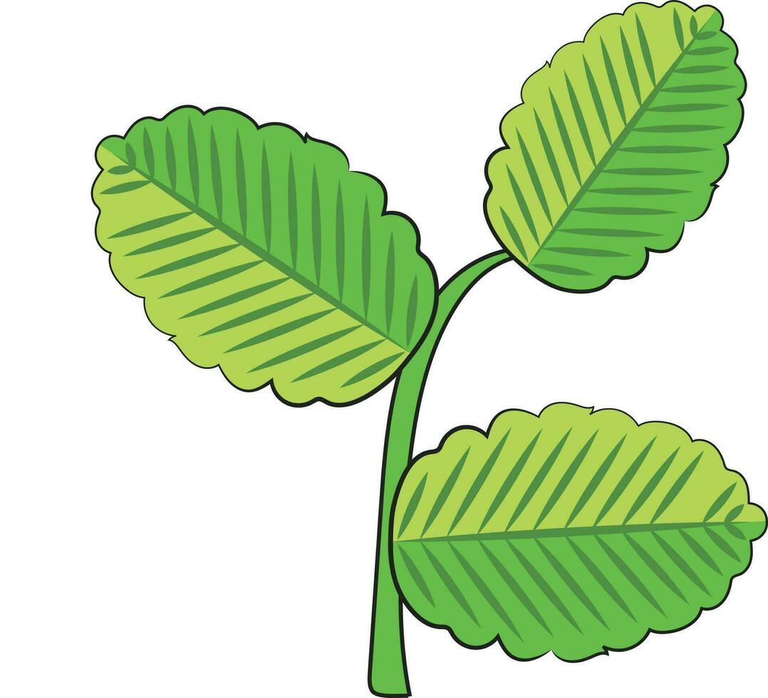 rústico orgânico folhas botânico esboços ilustração plantar arte vetor
