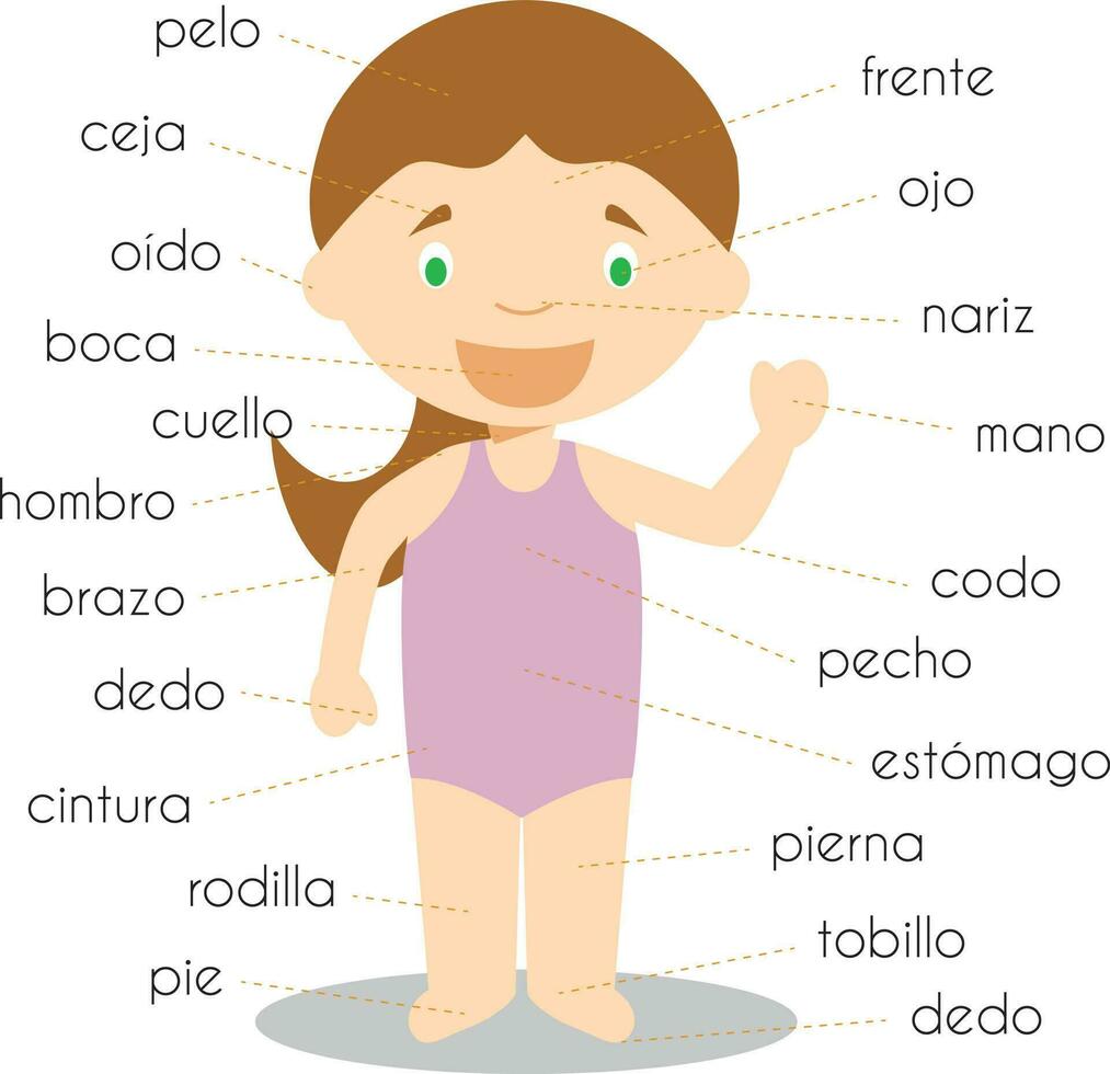 humano corpo partes vocabulário dentro espanhol vetor ilustração