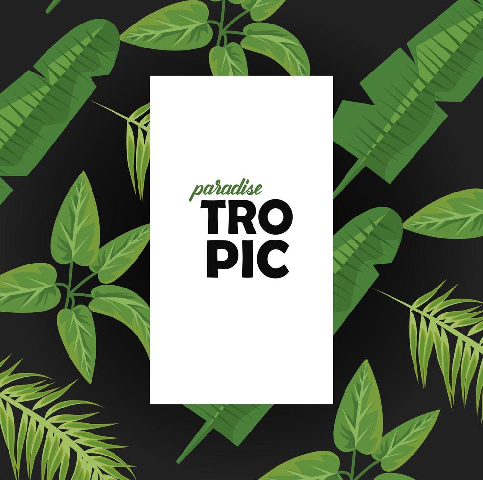 palavra tropical em moldura quadrada com folhas, plantas, verde, natureza, cartaz vetor
