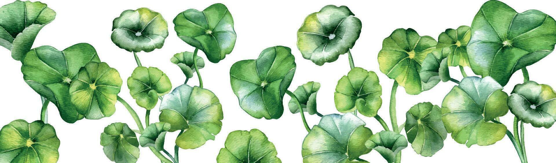 borda do centella asiática, ervas plantas aguarela ilustração isolado em branco. pennywort, Gotu cola, arredondado folhas bandeira mão retirou. Projeto para pacote, rótulo, ervas plantas fundo vetor