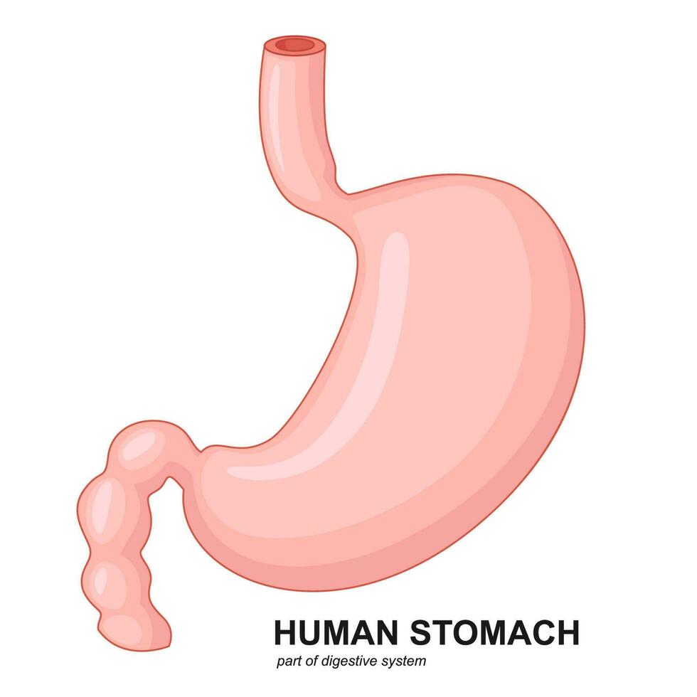 humano estômago desenho animado, vetor ilustração