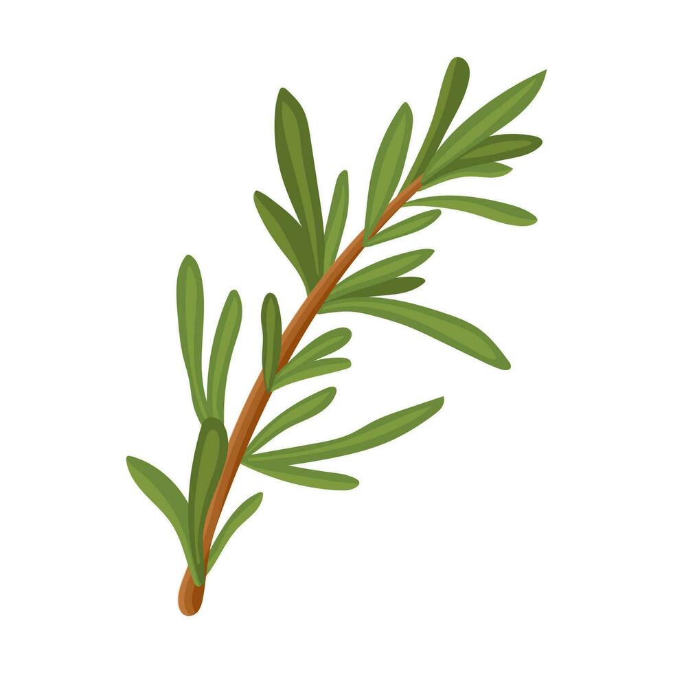 alecrim. um raminho verde de alecrim. planta medicinal. planta perfumada para tempero. ilustração vetorial isolada em um fundo branco vetor