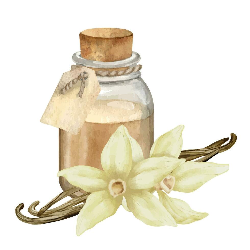 baunilha essencial óleo com flores e Gravetos. mão desenhado aguarela ilustração do vintage transparente garrafa para aroma terapia em branco isolado fundo. retro frasco para Cosmético sabor vetor