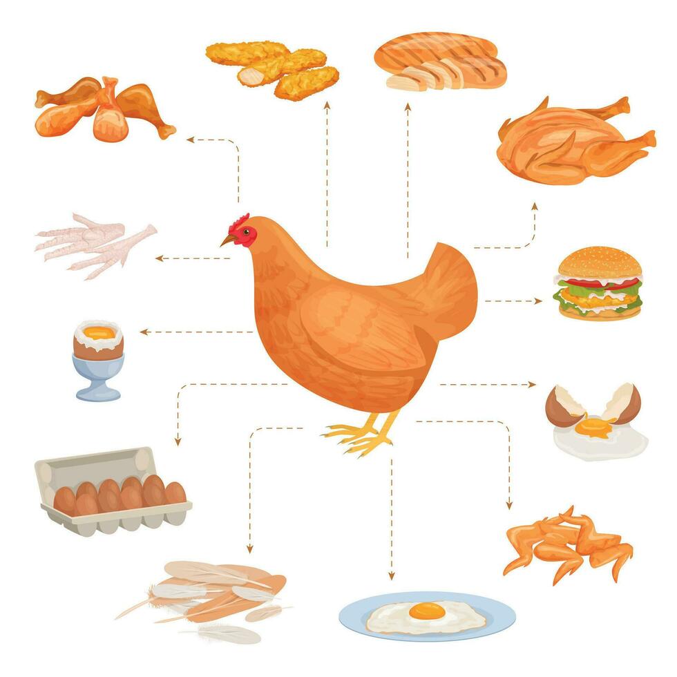 frango produtos fluxograma composição vetor