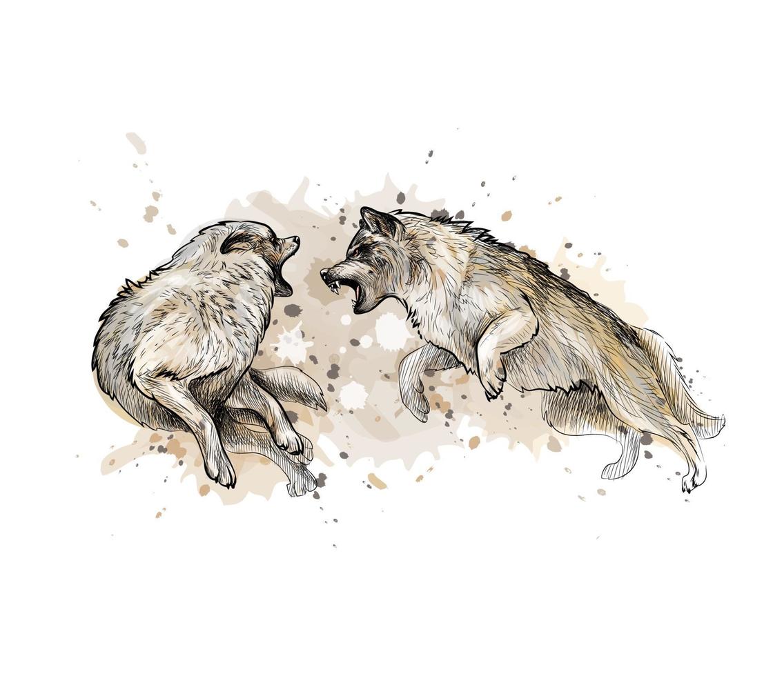 luta de lobo com um toque de aquarela desenho desenhado à mão ilustração vetorial de tintas vetor