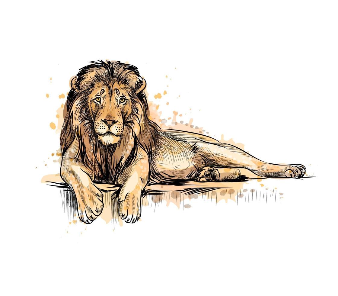 retrato de um leão de um toque de aquarela desenho desenhado à mão ilustração vetorial de tintas vetor