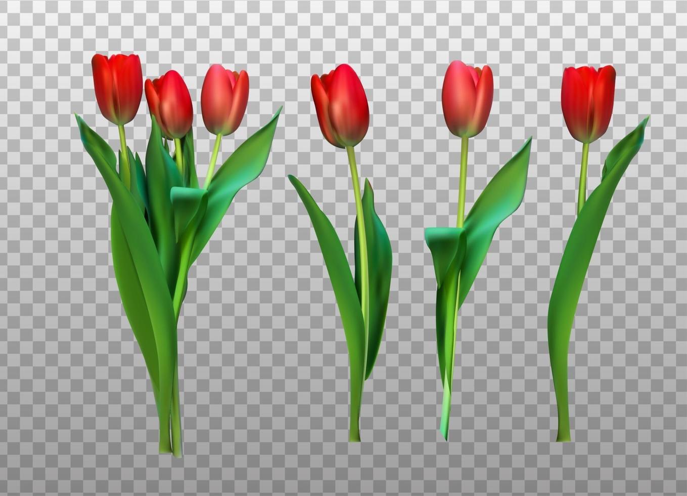 ilustração vetorial realista tulipas coloridas não traçam flores cor de rosa em fundo claro vetor