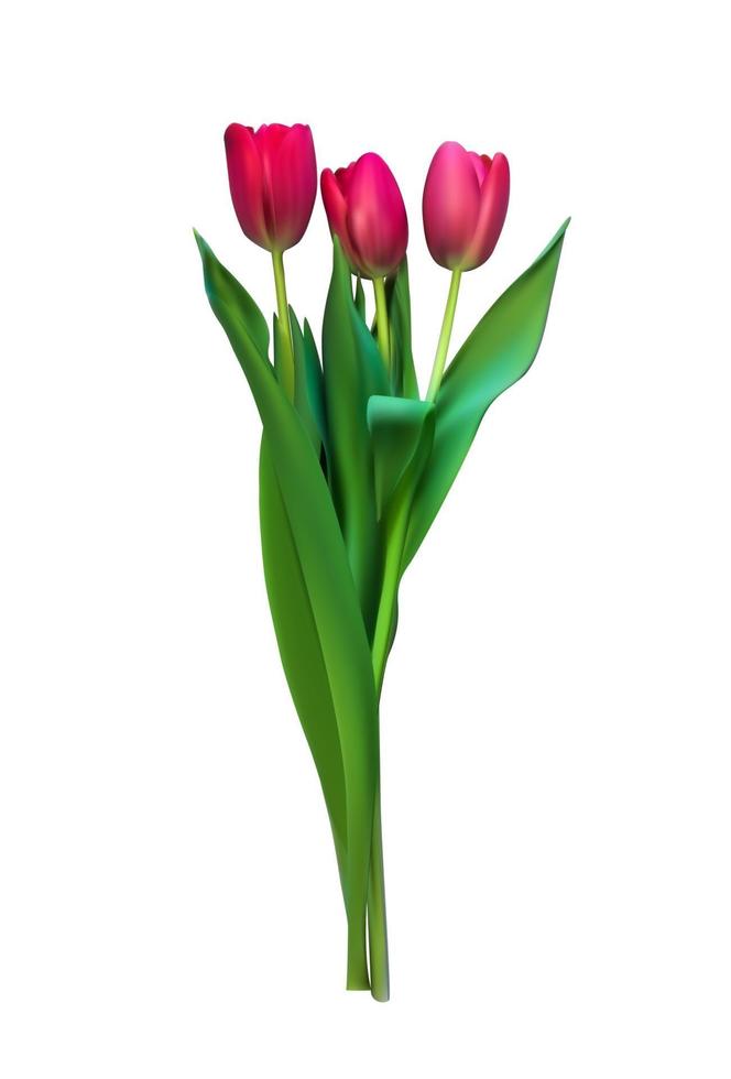 ilustração vetorial realista tulipas coloridas. flores vermelhas em fundo claro vetor