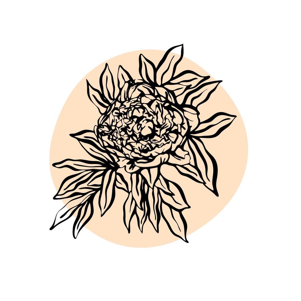 ilustração em vetor mão desenhada peônia flor. ilustração moderna minimalista. design de cartões de felicitações, convites, redes sociais