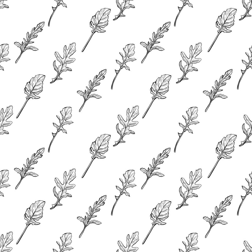padrão sem emenda de rúcula. folhas de rúcula em um fundo branco. tempero italiano picante e aromático. ilustração vetorial desenhada à mão vetor