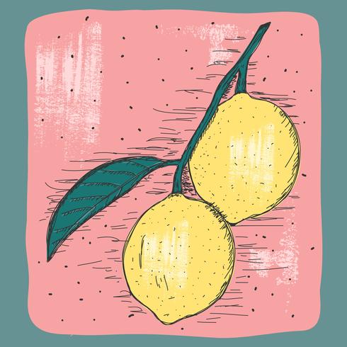 Ilustração Vintage Limão vetor