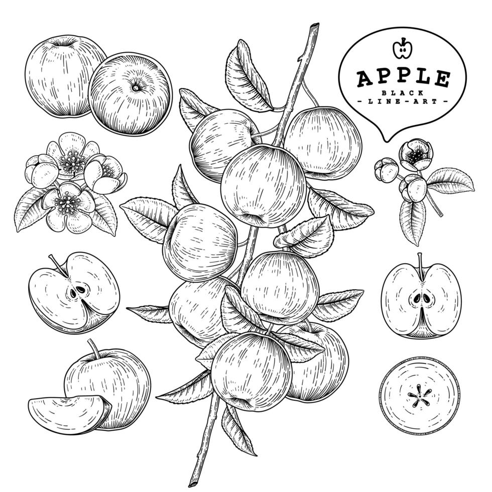 meio flores inteiras e ramo de maçã com frutas esboço desenhado à mão conjunto decorativo de ilustrações botânicas vetor