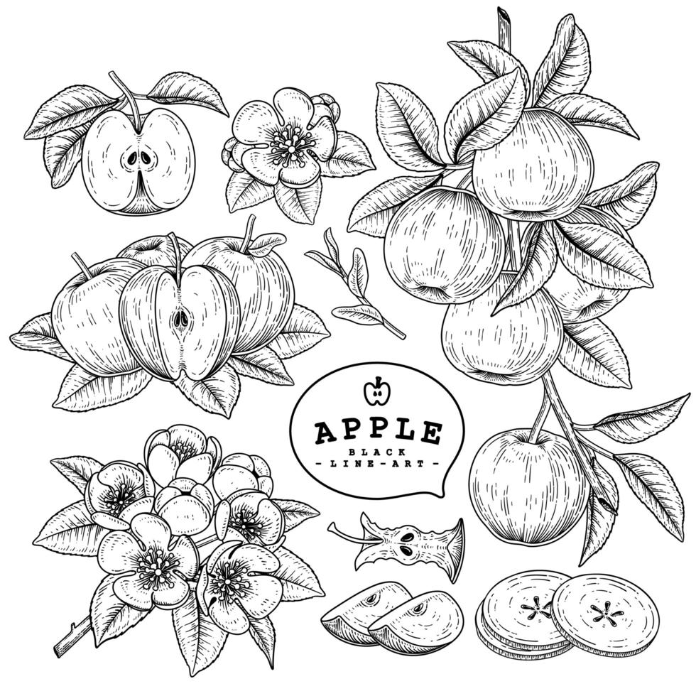 meia fatia inteira e galho de maçã com frutas e flores esboço desenhado à mão conjunto decorativo de ilustrações botânicas vetor