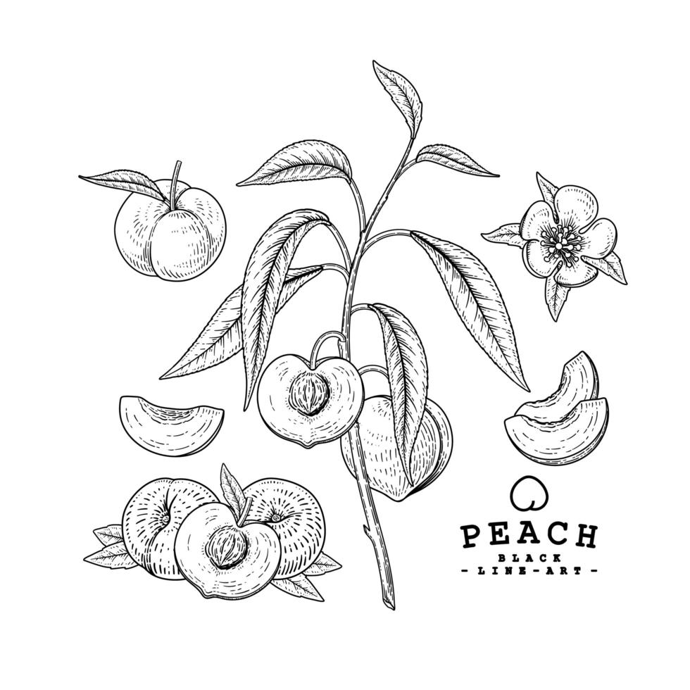 meia fatia inteira e um ramo de maçã com frutas desenhadas à mão ilustrações botânicas vetor