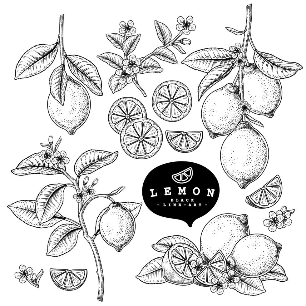 meia fatia inteira e ramo de limão com frutas e flores esboço desenhado à mão conjunto decorativo de ilustrações botânicas vetor