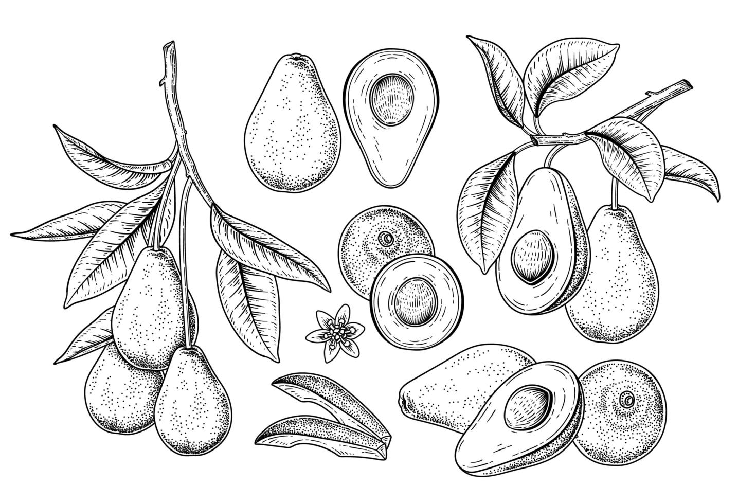 metade inteira e um ramo de abacate com frutas e folhas conjunto decorativo de ilustrações botânicas de esboço desenhado à mão vetor