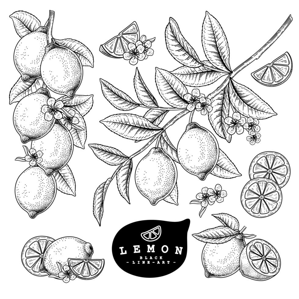 meia fatia inteira e ramo de limão com frutas e flores esboço desenhado à mão conjunto decorativo de ilustrações botânicas vetor