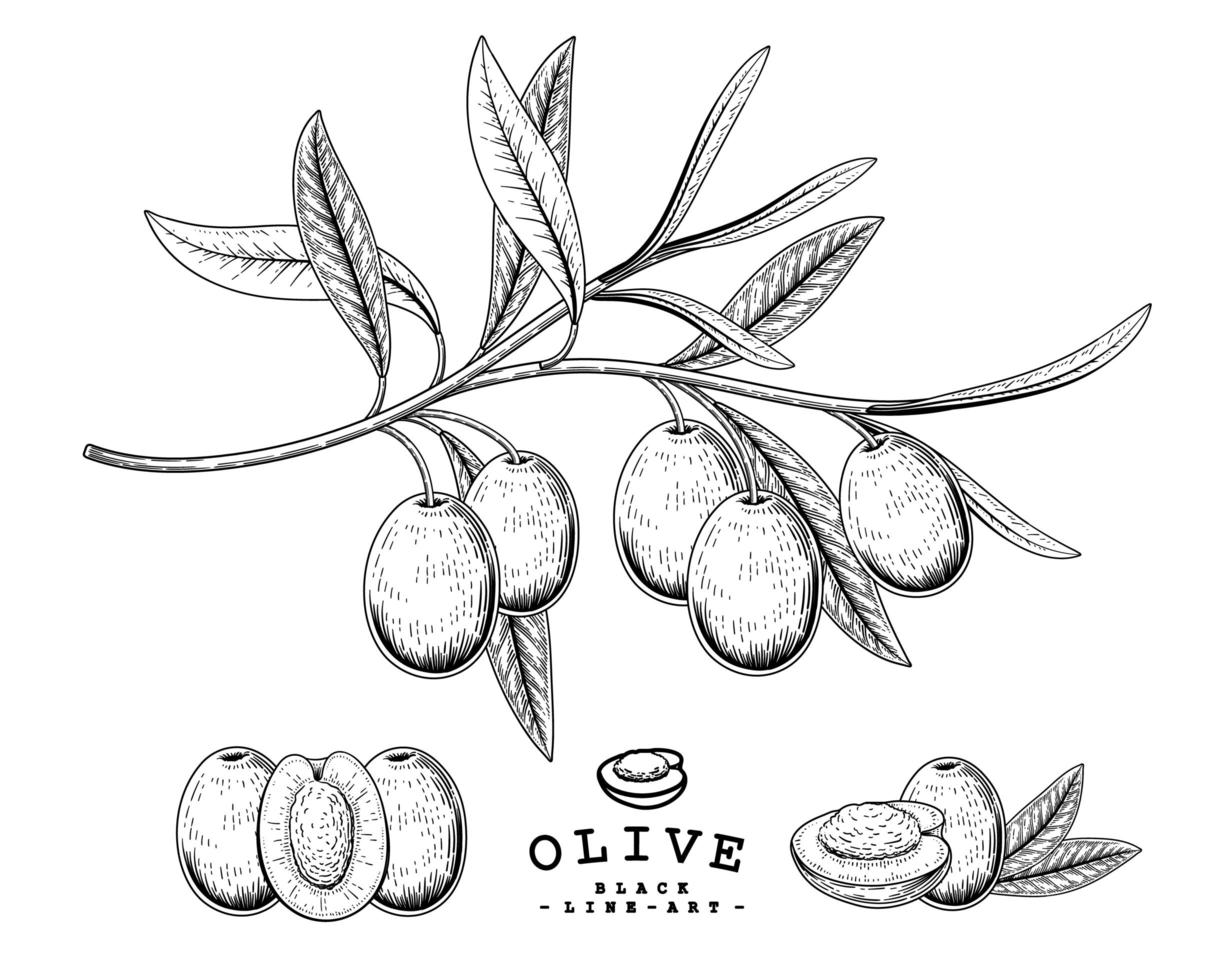 ramo de oliveira com frutas e folhas conjunto decorativo de ilustrações botânicas esboço desenhado vetor