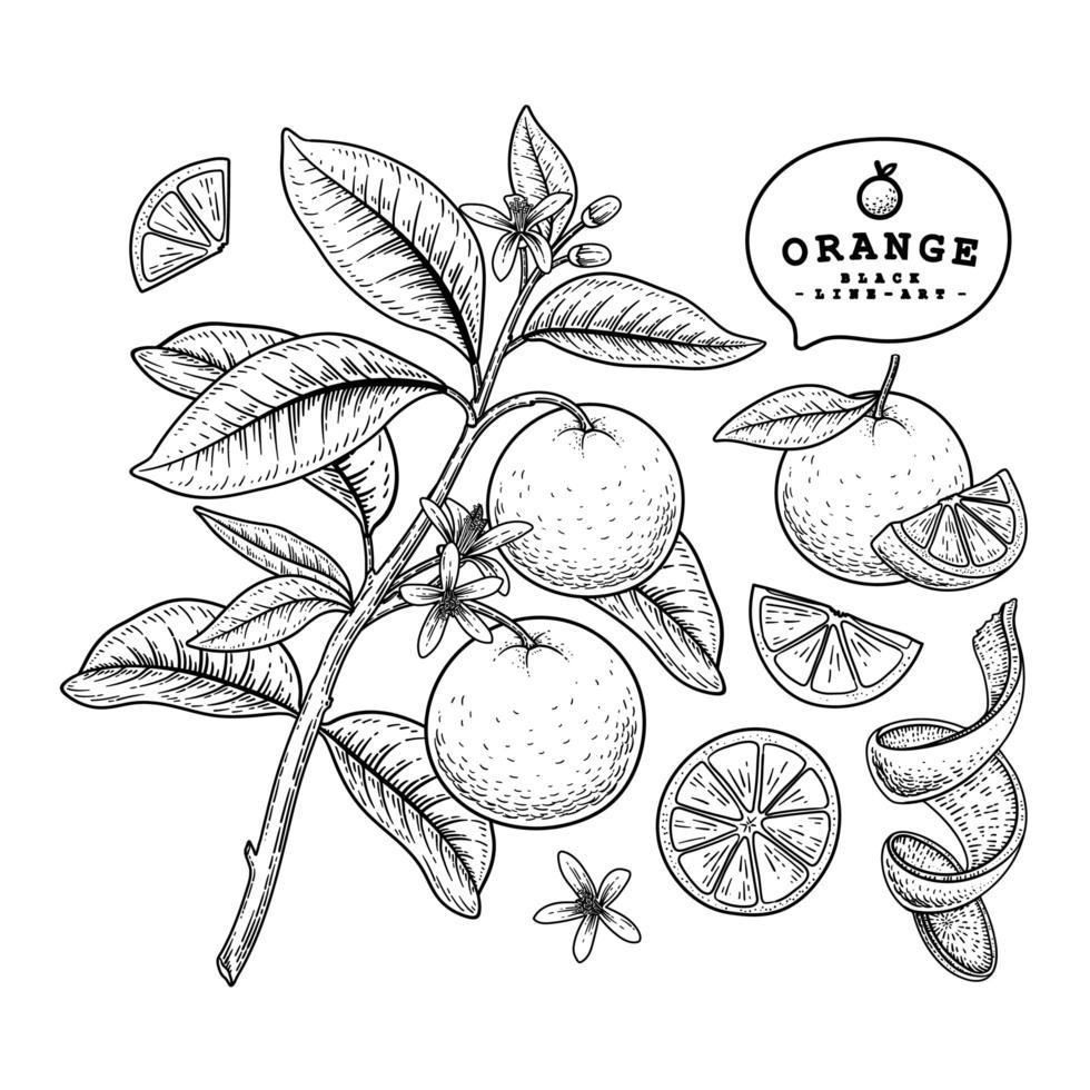 meia fatia inteira, casca e ramo de laranja com frutas, folhas e flores conjunto decorativo de ilustrações botânicas de esboço desenhado à mão vetor