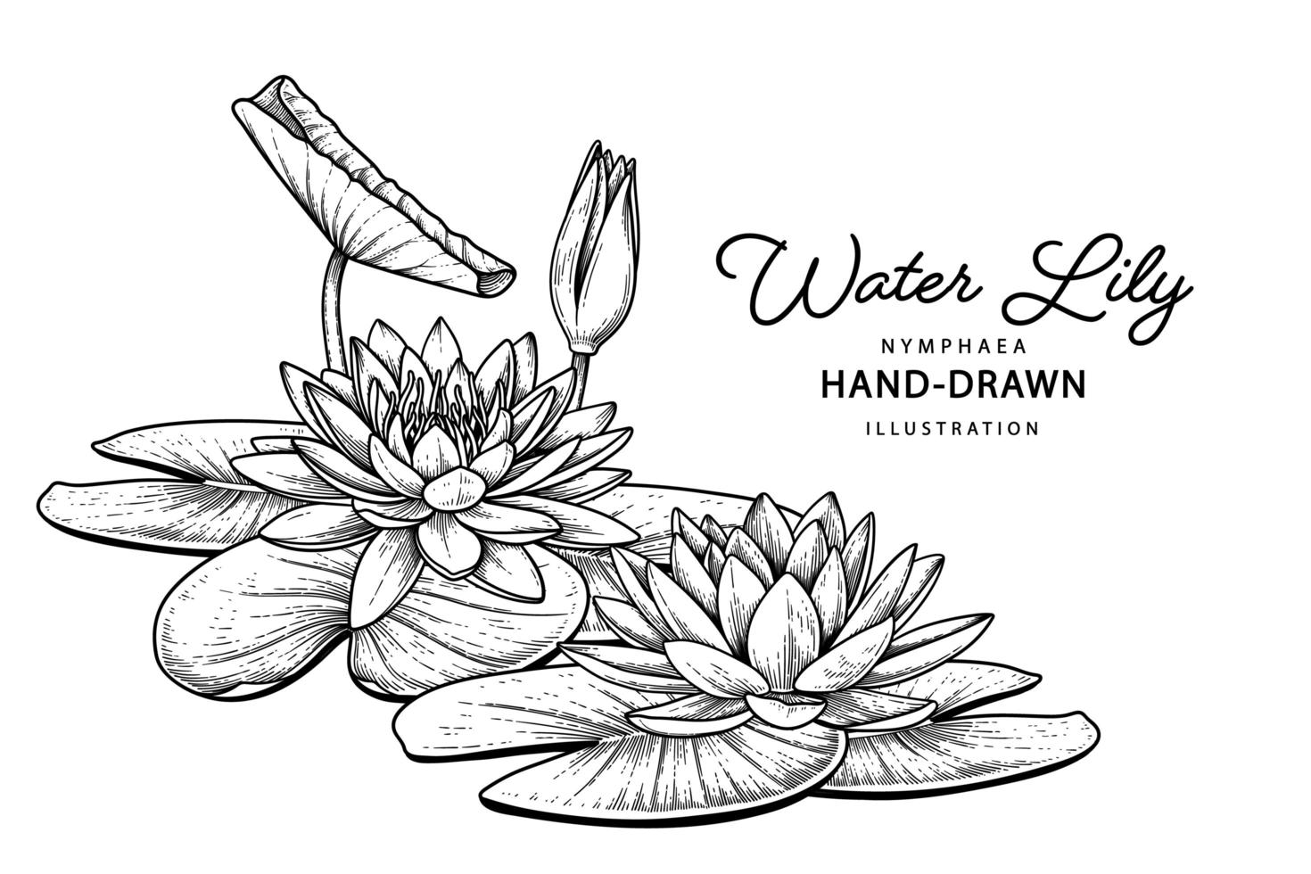 flor de lírio d'água esboço desenhado à mão ilustrações botânicas vetor