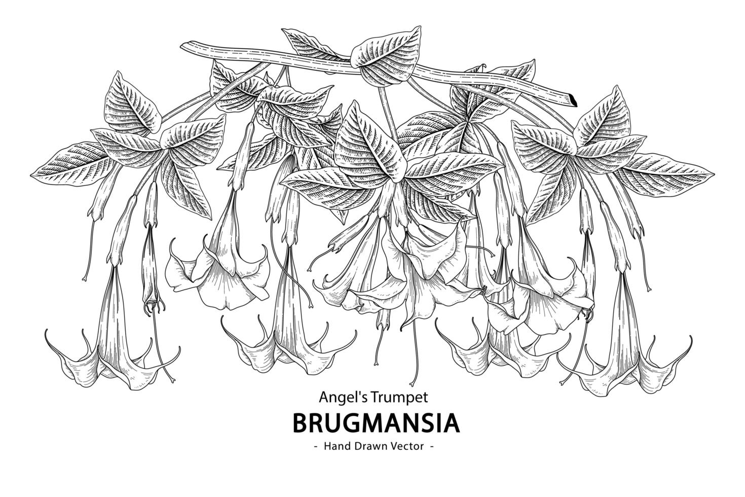 ramo da trombeta do anjo ou brugmansia com flores e folhas desenhadas à mão ilustrações botânicas vetor