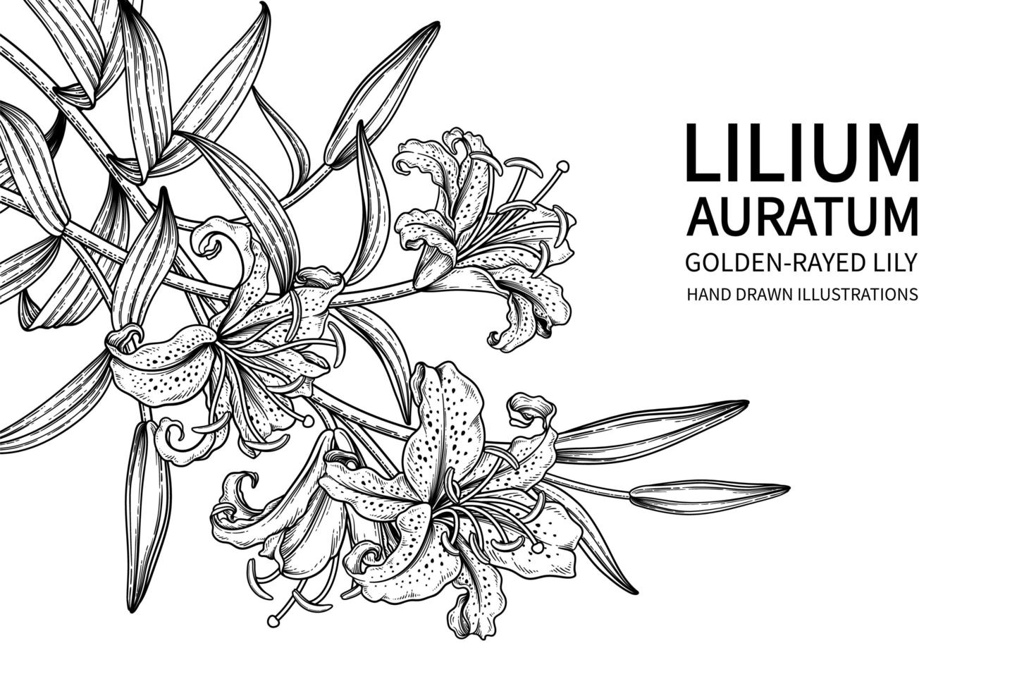 desenhos de lírio de raias douradas ou flor lilium auratum vetor