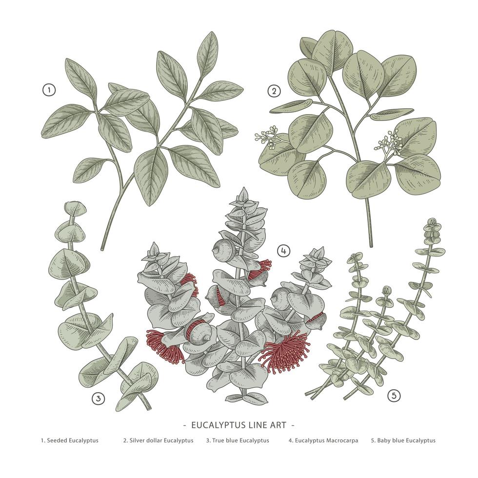 ramo de eucalipto decorativo conjunto ilustrações de elementos botânicos desenhados à mão vetor